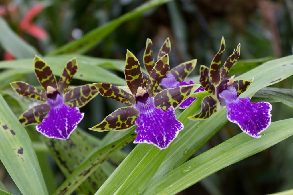 Características y cultivo de la orquídea Zygopetalum maculatum