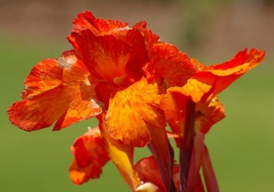 Cuidados De La Achira Canna Indica