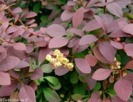 imagen Arbusto: Berberis