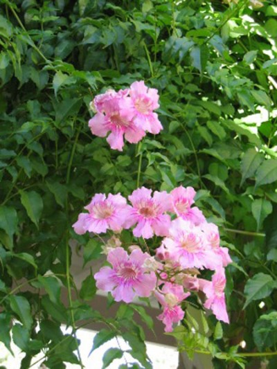 Bignonia rosada - Enredaderas - Jardineria