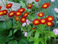 imagen Cubresuelos: Erigeron