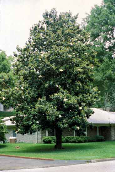 La Magnolia - Arboles