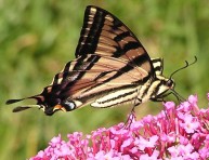 imagen Como atraer mariposas al jardín