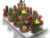 imagen Todo sobre cactus y suculentas – Parte I