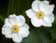 imagen La Anémona, una herbacea perenne que enamora