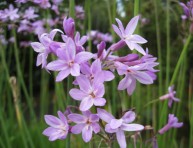 imagen Herbáceas Perennes: la Tulbagia