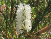 imagen Arbustos: la Melaleuca