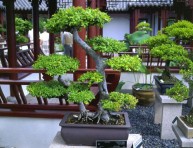 imagen Principales especies usadas para Bonsai