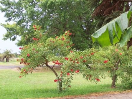 Árboles con flores: el Ceibo