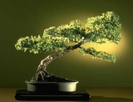 imagen Bonsai: su propagación por semillas