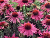 imagen La echinacea