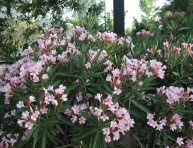 imagen Arbustos: el Laurel de Flor