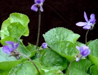 imagen Cubresuelos: la Violeta