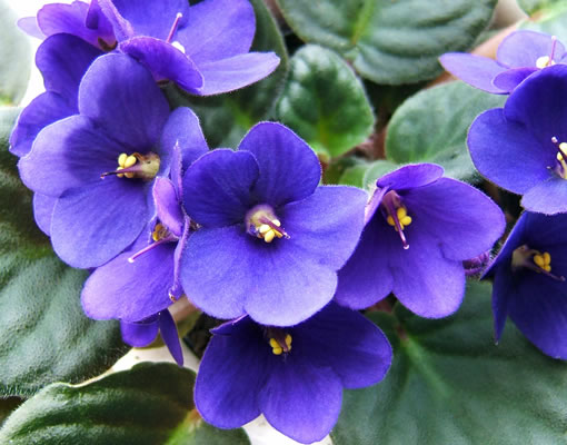 Plantas de Interior: la Violeta Africana