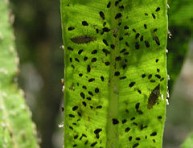 imagen Elimina los insectos