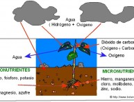 imagen Lo que nuestras plantas necesitan