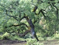 imagen El roble andaluz