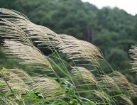 imagen Clima y cultivo de plantas: Viento