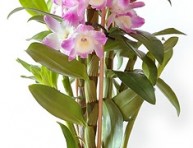 imagen Dendrobium