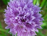 imagen Cultivar Alliums en nuestro jardín