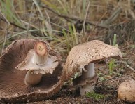 imagen Agárico, planta medicinal