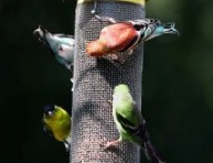 imagen Atraer pájaros al jardín