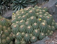 imagen El Eriocactus