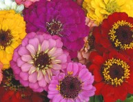 imagen Las zinnias y sus variedades