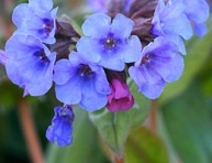 imagen La pulmonaria y sus aplicaciones medicinales