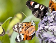 imagen Algunas ideas para atraer a las mariposas a tu jardín