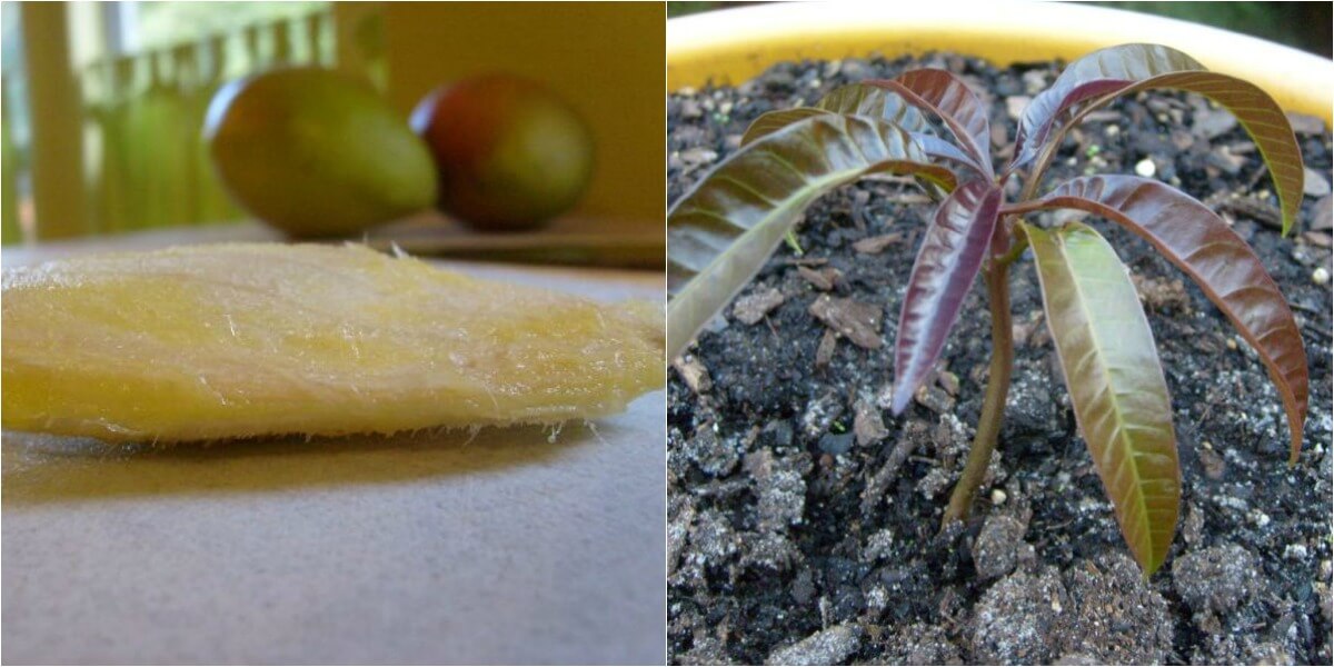 Cómo Plantar Una Semilla De Mango