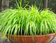 imagen Hakonechloa: una herbácea japonesa