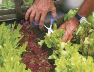 imagen Lechugas frescas para sus ensaladas