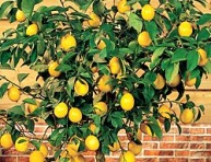 imagen El cultivo del limonero en maceta