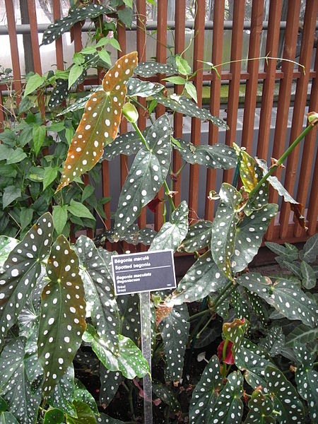 begonia maculata | Guía de Jardinería