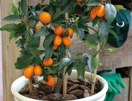 imagen El kumquat o naranjo chino