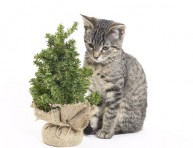 imagen Plantas peligrosas para gatos