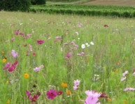 imagen Cómo crear un prado florido