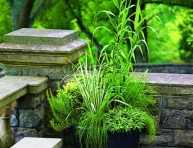 imagen Hierbas ornamentales cultivadas en maceta