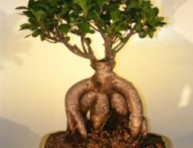 imagen Para iniciarse en el mundo de los bonsais: el ficus ginseng