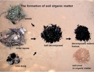 imagen ¿Que es la materia orgánica?