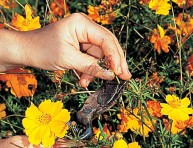 imagen Cortar las flores marchitas a lo largo del verano