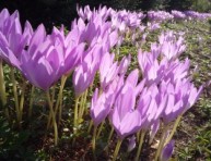 imagen Cultivar cólquicos o narcisos de otoño