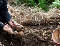 imagen El uso de la paja agrícola en el jardín