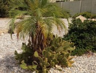 imagen Un jardín desértico en Palm Springs