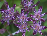 imagen Conozcamos la Tricyrtis hirta