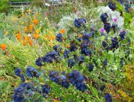 imagen Cultivar la ceriflor o palomera