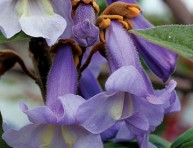 imagen Paulonia imperial, un árbol ornamental