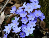 imagen La Anemone hepática