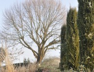 imagen Los árboles caducifolios y el invierno